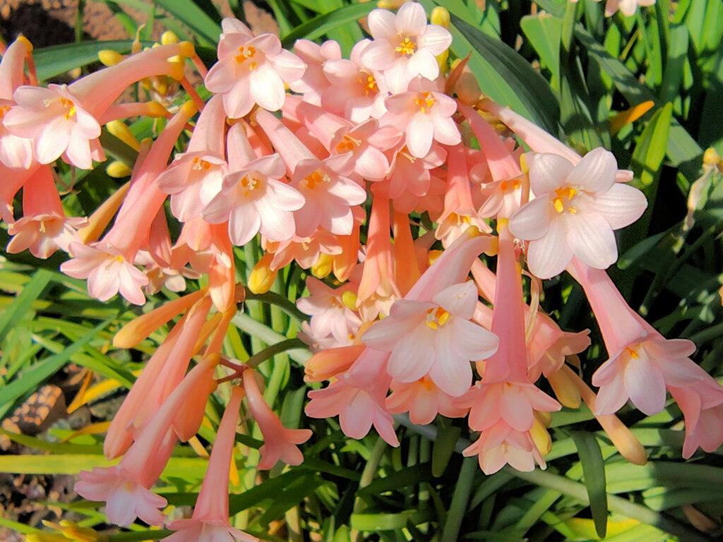 キルタンサス　４