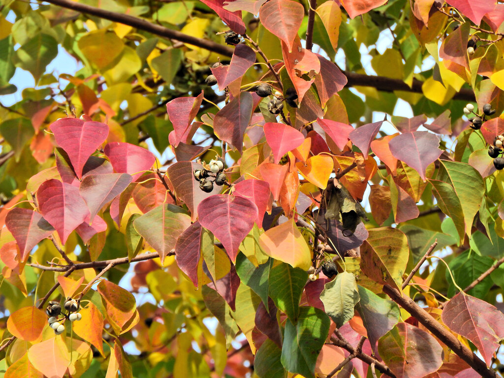 南京黄櫨 （なんきんはぜ） （紅葉と白いタネ）３
