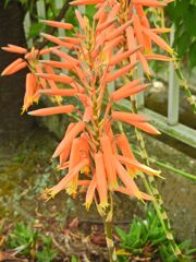 アロエの花　２