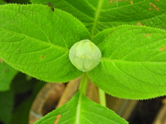 タマアジサイ（玉紫陽花）蕾　1/3