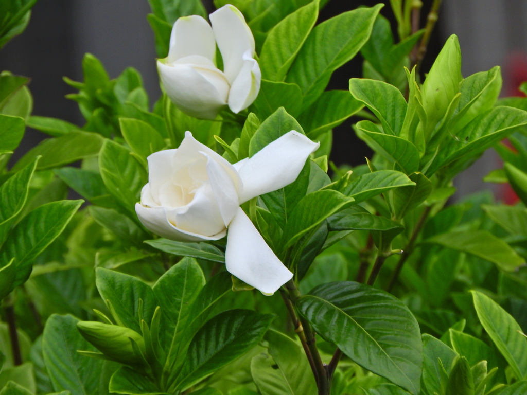 八重咲き梔子　５