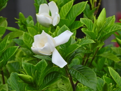 八重咲き梔子　５