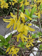 レンギョウ　２