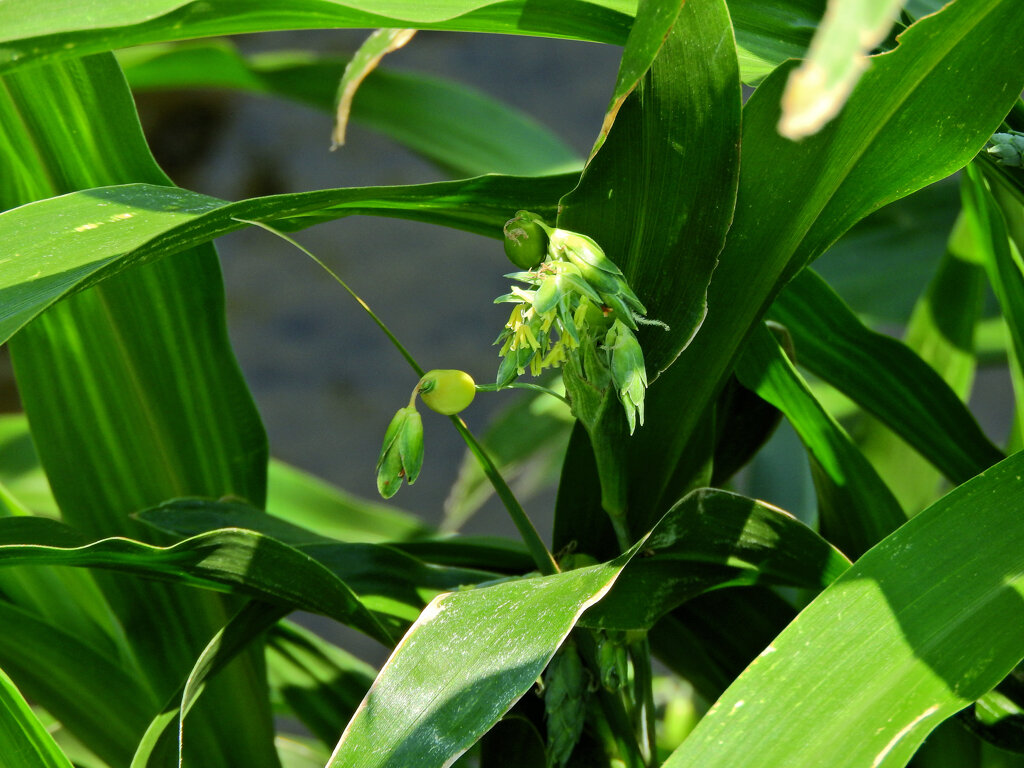 数珠玉（花と、若い実）４