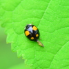 テントウ虫さん　３