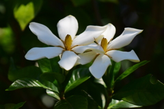 梔子 （くちなし）の花　１
