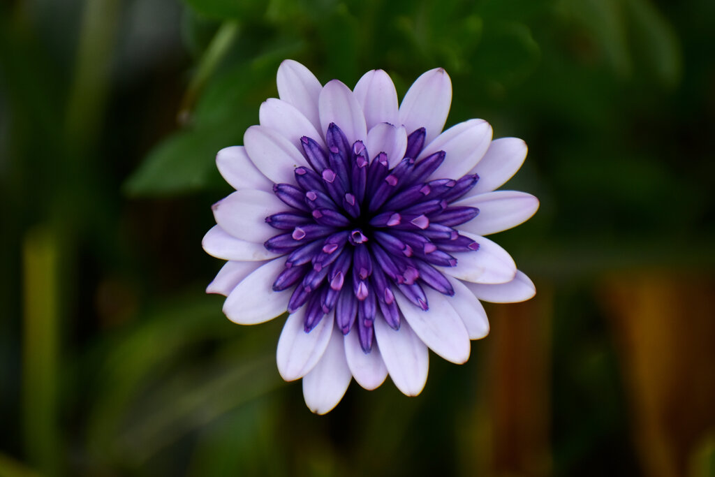 オステオスペルマム（八重）１