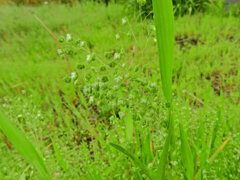 姫小判草 （ひめこばんそう） 鈴茅、鈴萱（すずがや）３