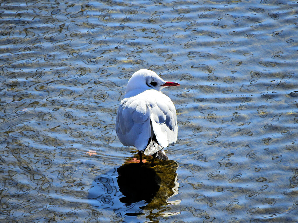 ユリカモメ　さん　２
