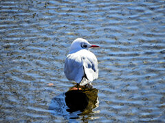 ユリカモメ　さん　２