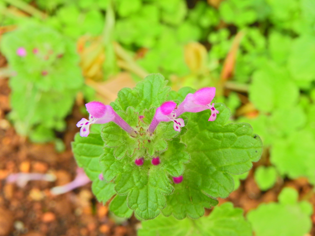 仏の座 （ほとけのざ）１