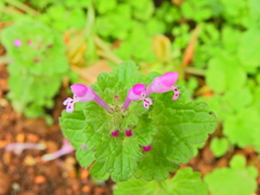 仏の座 （ほとけのざ）１