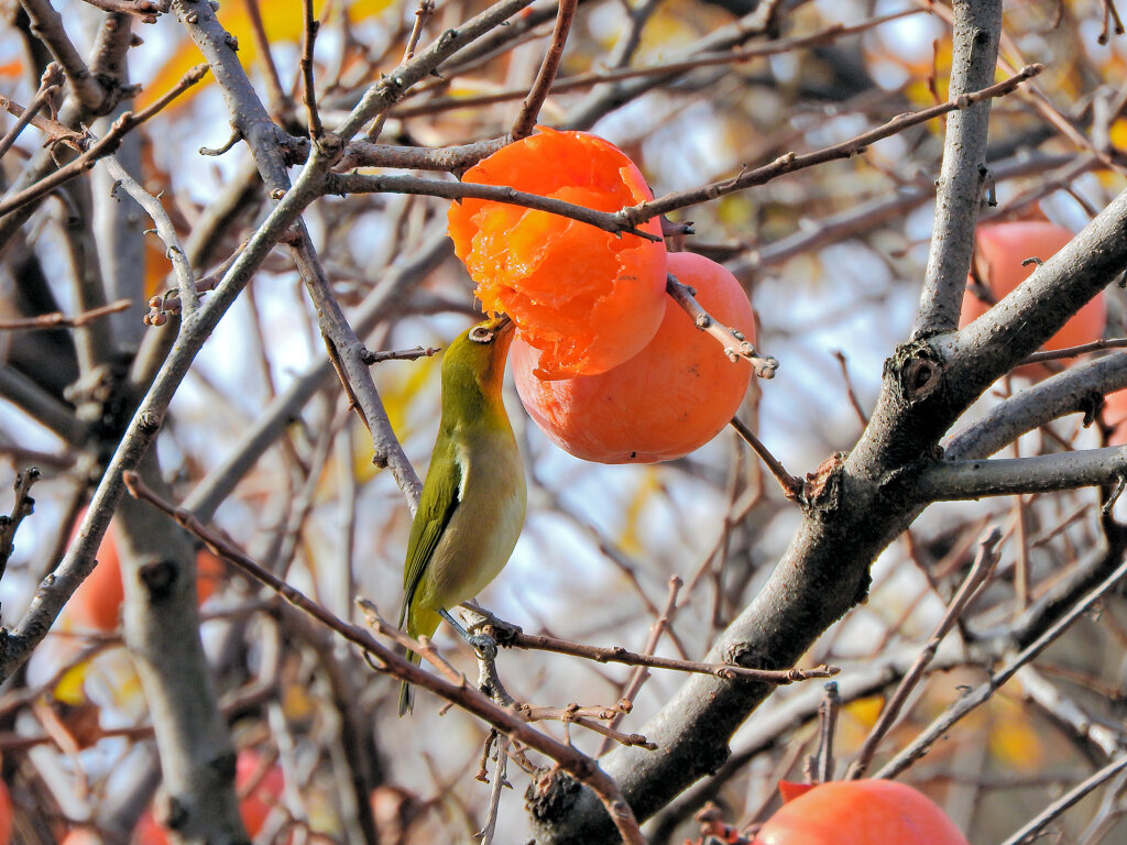柿喰う　メジロさん　２