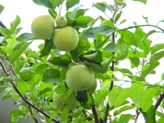 青い林檎　４