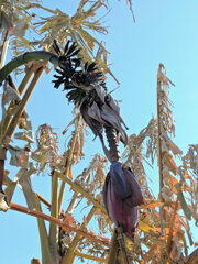 寒波で耐えられず枯れたバナナ　1/2