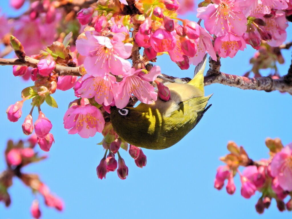 サクジロー　ヨコハマヒザクラ（横浜緋桜)にメジロさん９