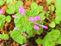 仏の座 （ほとけのざ）２