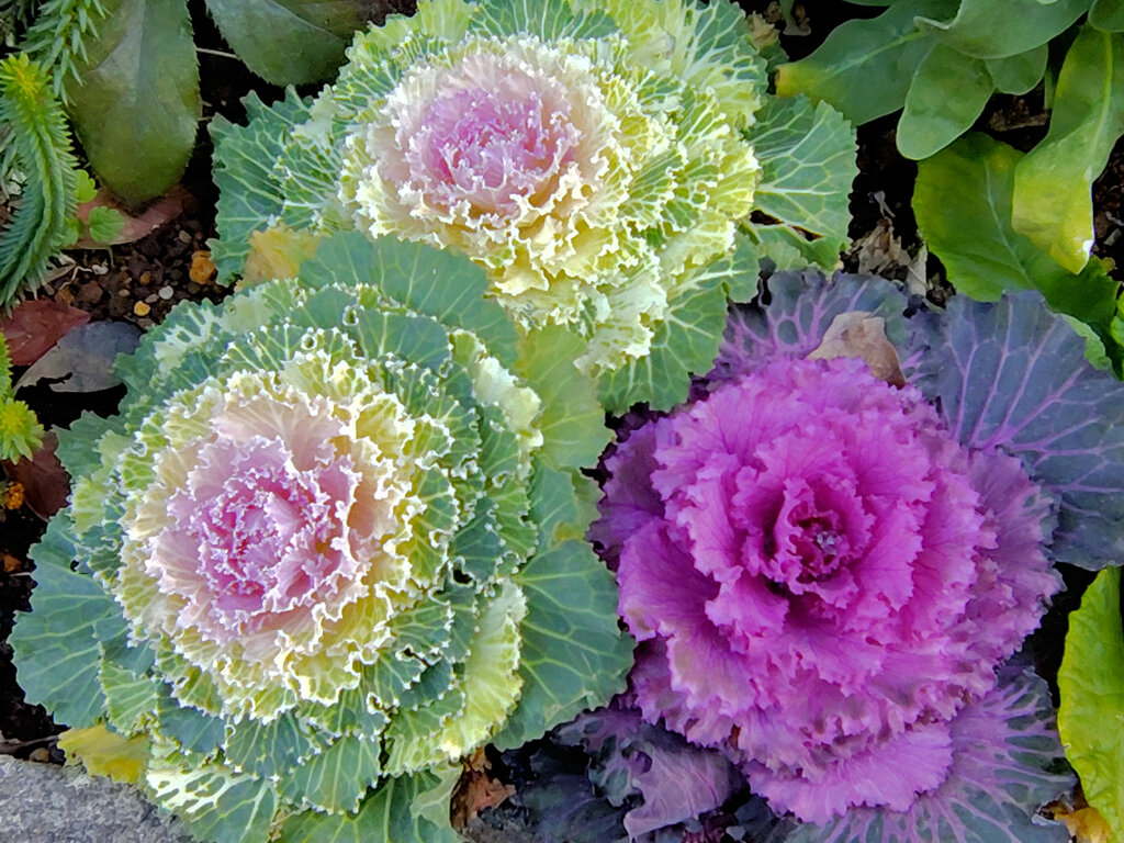 「葉ボタン」１