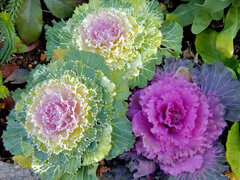 「葉ボタン」１