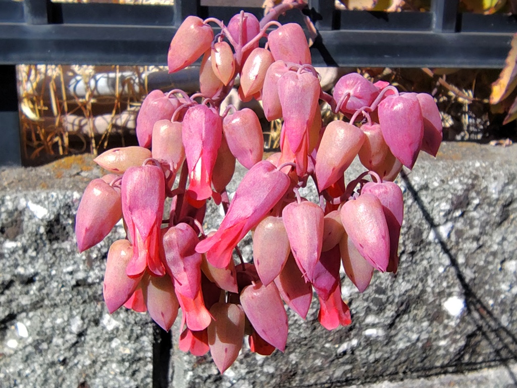 カランコエ　胡蝶の舞　（多肉植物）１