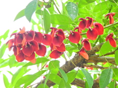 アメリカ梯梧 （アメリカでいご）海紅豆（かいこうず）６