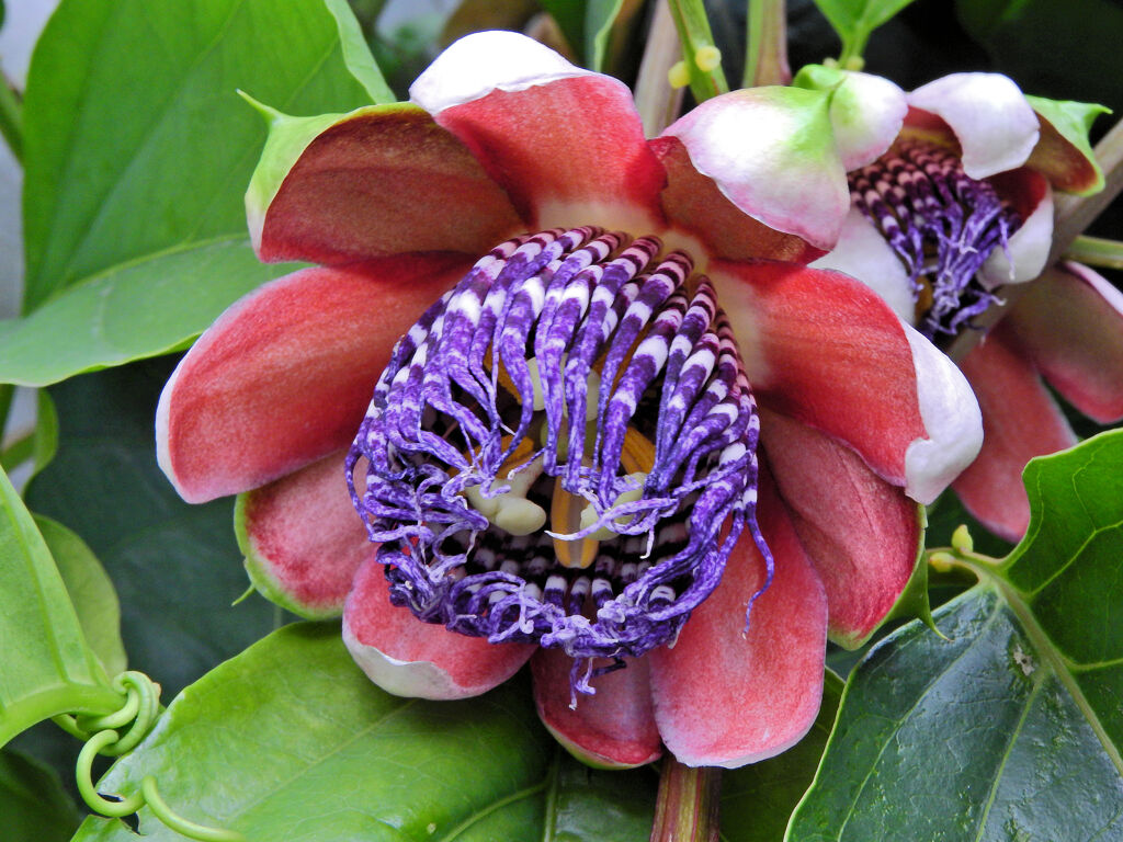 真冬のパッションフルーツの花　１