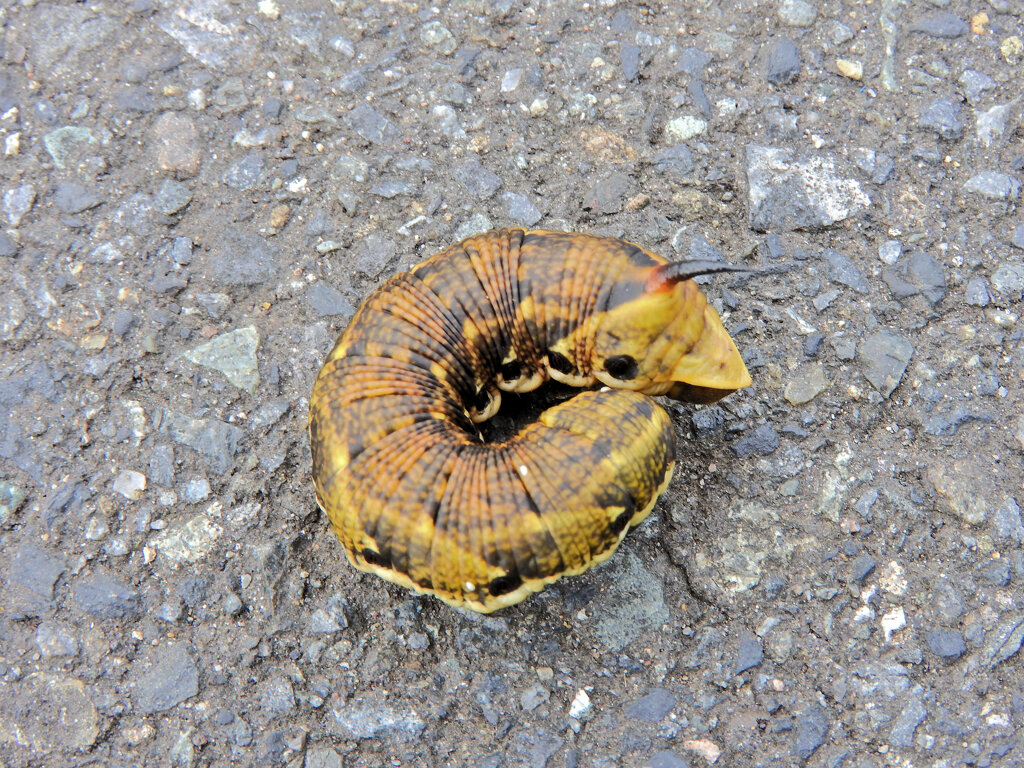 エビガラスズメ 　チョウ目　スズメガ科　スズメガ亜科　幼虫　2/2