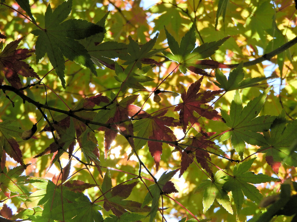 近所のお寺で　紅葉　９