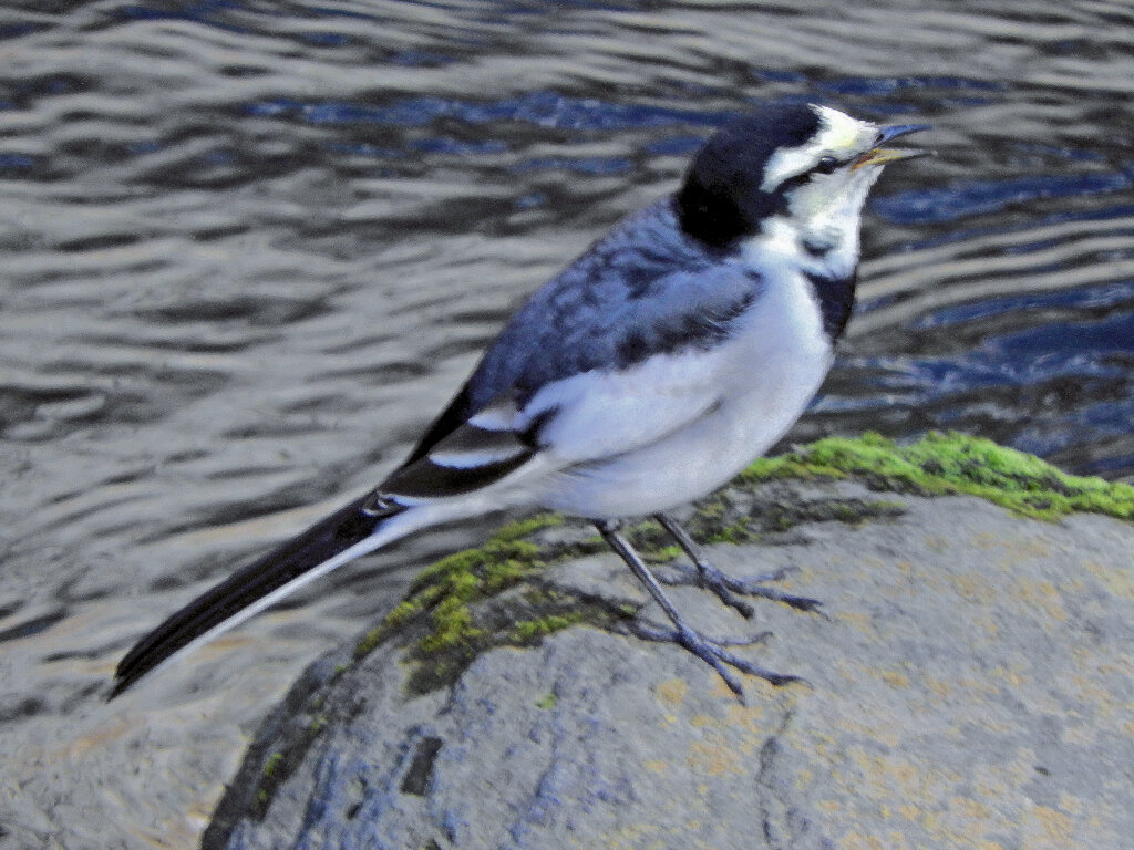 ハクセキレイ　４