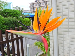 ストレリチア（極楽鳥花）　１