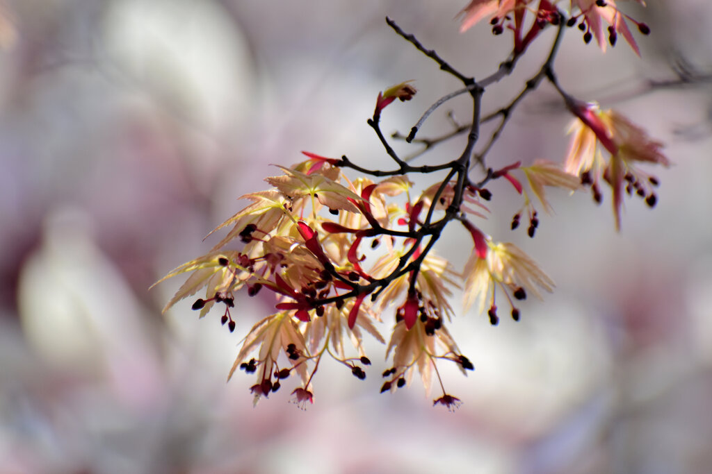 春紅葉　５