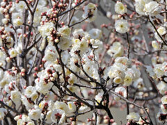 白梅　８