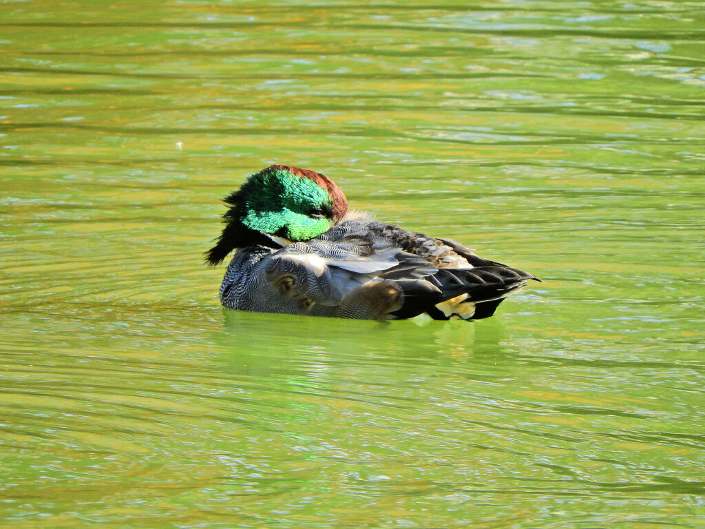 ヨシガモ　さん　５