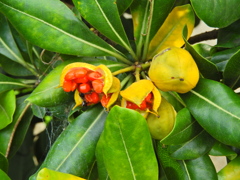 扉 （とべら）（実、タネ）３