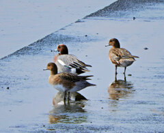 ヒドリガモ （緋鳥鴨）さん　４