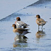 ヒドリガモ （緋鳥鴨）さん　４