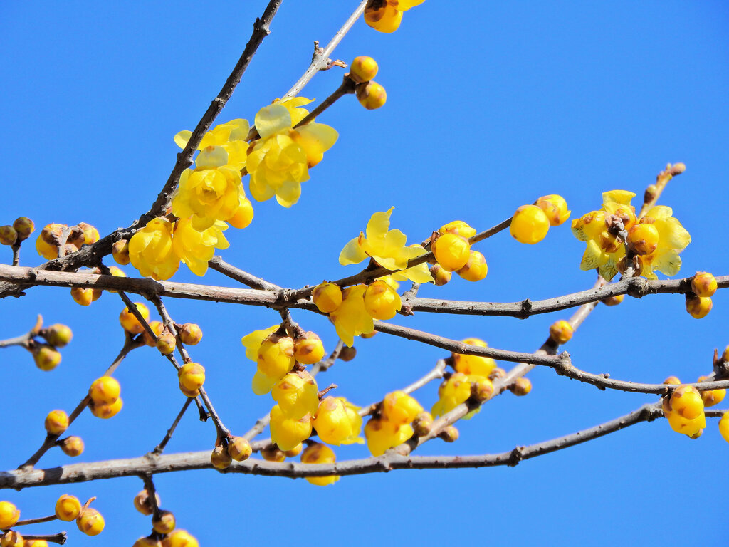 寒風・強風　吹く・・蝋梅　１