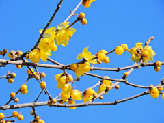 寒風・強風　吹く・・蝋梅　１