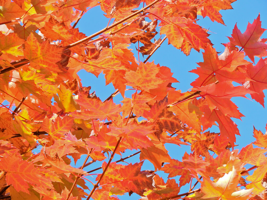 カエデの紅葉　１