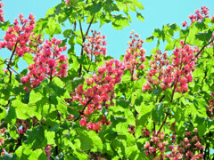 紅花栃の木 （べにばなとちのき）６