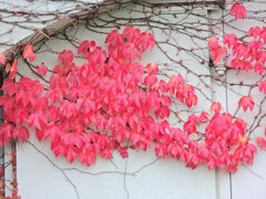 蔦なるもの・・・３