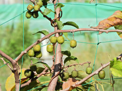 猿梨 （さるなし）の実　1/2