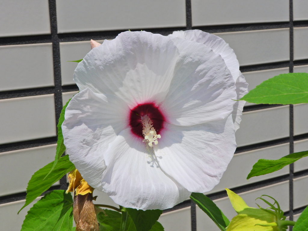 タイタンビカス ピーチホワイト　１