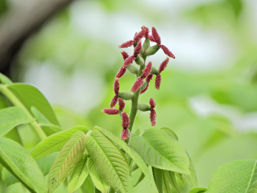 オニグルミ（鬼胡桃）の花　１