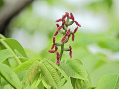 オニグルミ（鬼胡桃）の花　１
