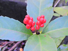 「千両（せんりょう）」の実　３