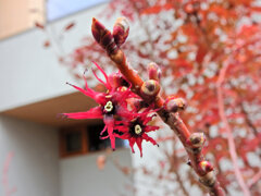 マルバノキ（丸葉の木）花　５