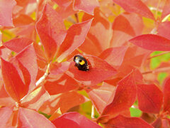 灯台躑躅 （どうだんつつじ）の紅葉　３