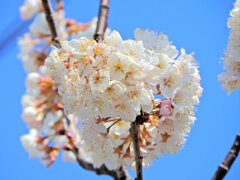 暖地桜桃（だんちおうとう）花　1/2