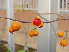 弾けた　ツルウメモドキ（蔓梅擬）６